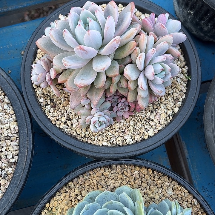 多肉植物一物一拍