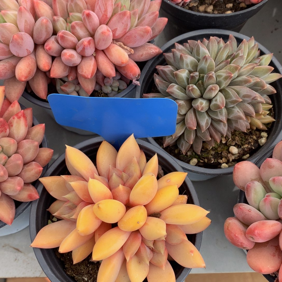 红象牙uywuwwuwuuw