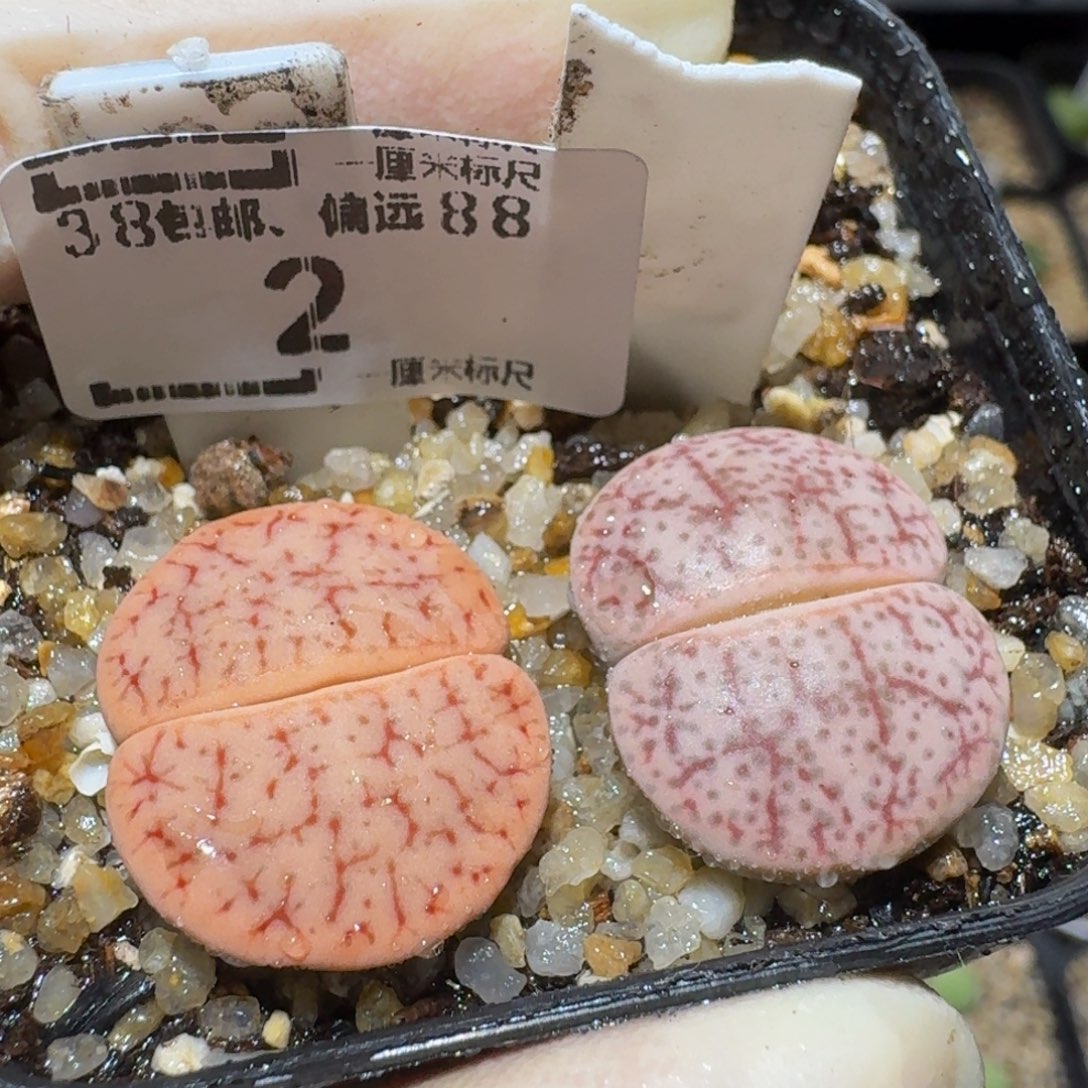 Sssss精品生石花2大