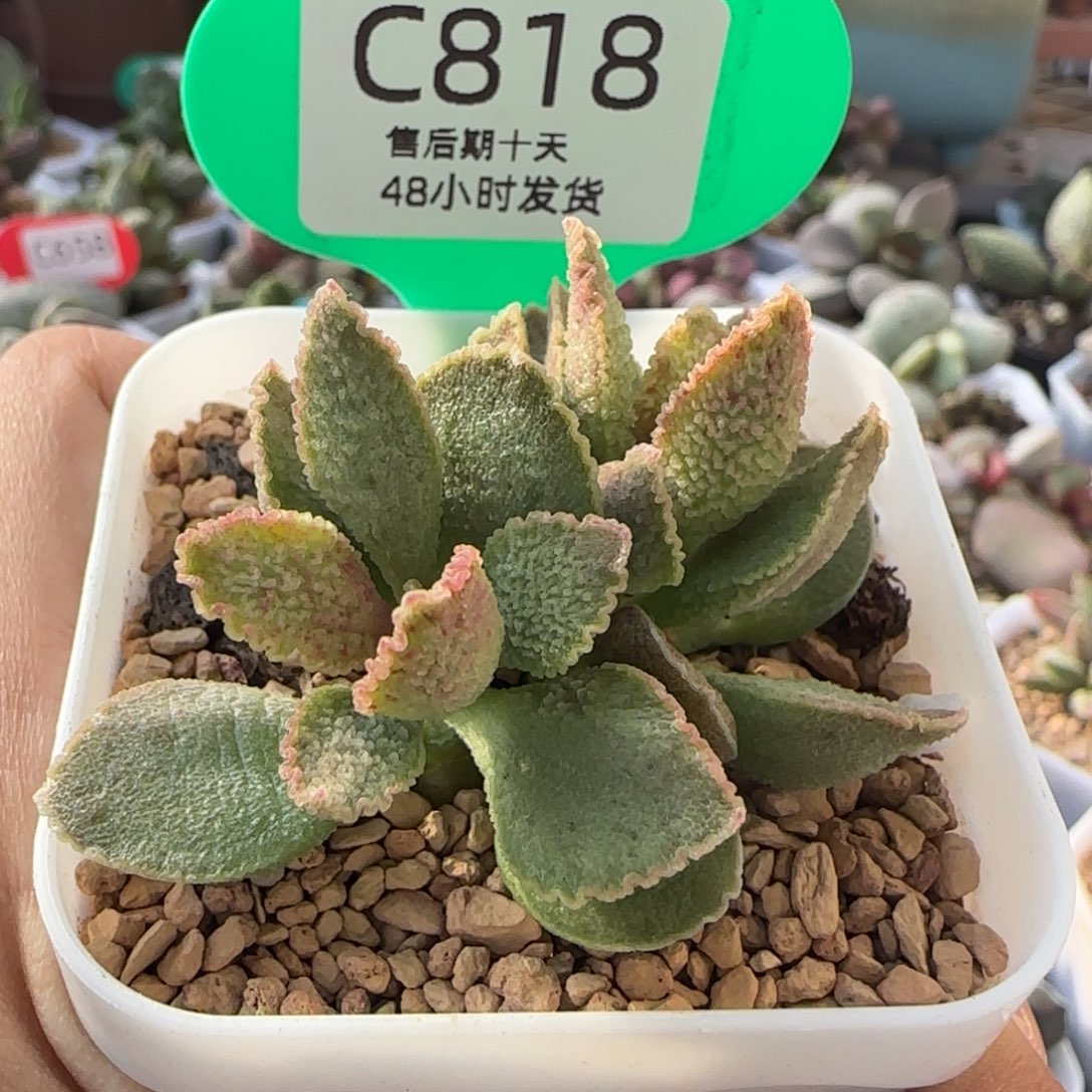 福利多肉水泡。  818 