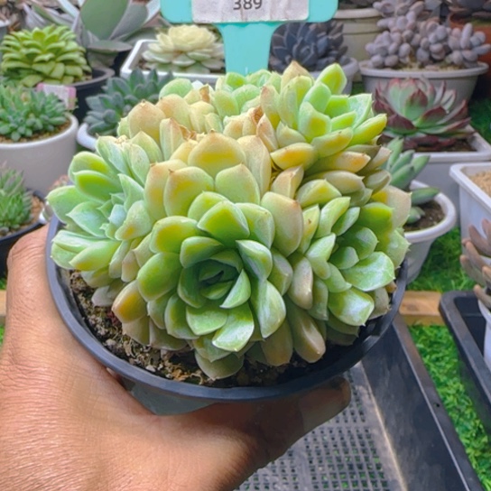 锦安精品多肉植物389