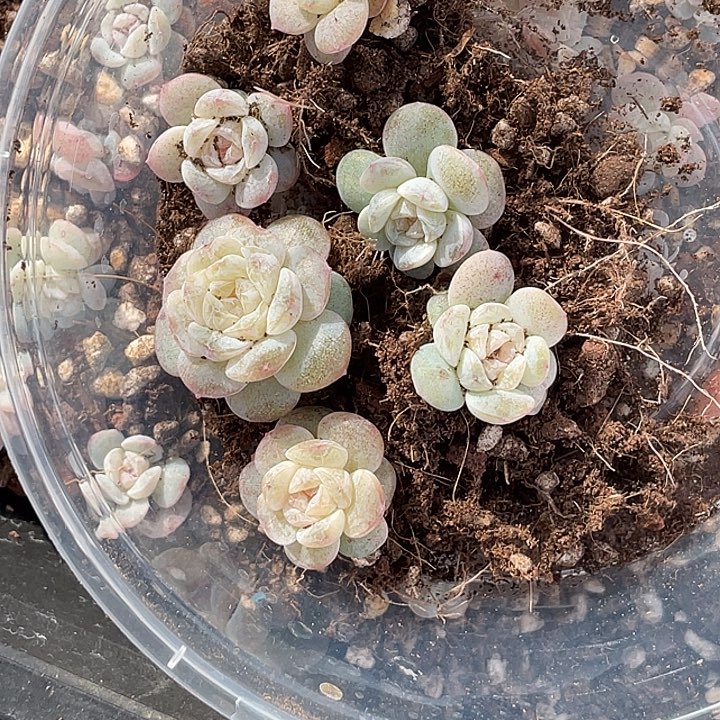 OTo多肉切糕dy0401