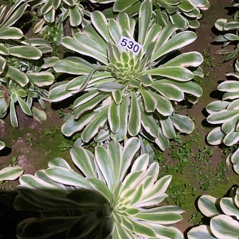 多肉植物法师530保时捷