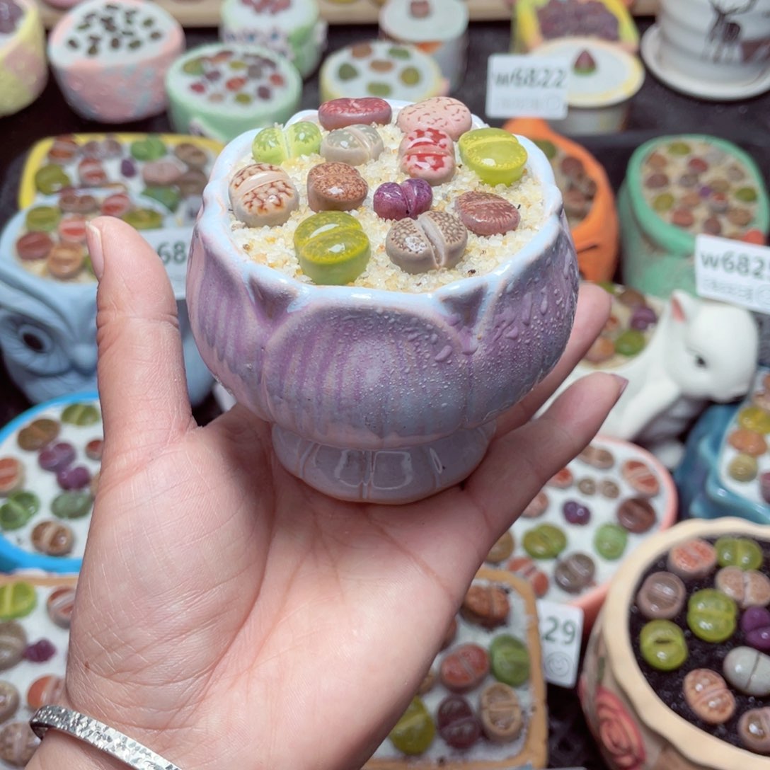 w6834 -零下地区拍保温箱-15支持寄养