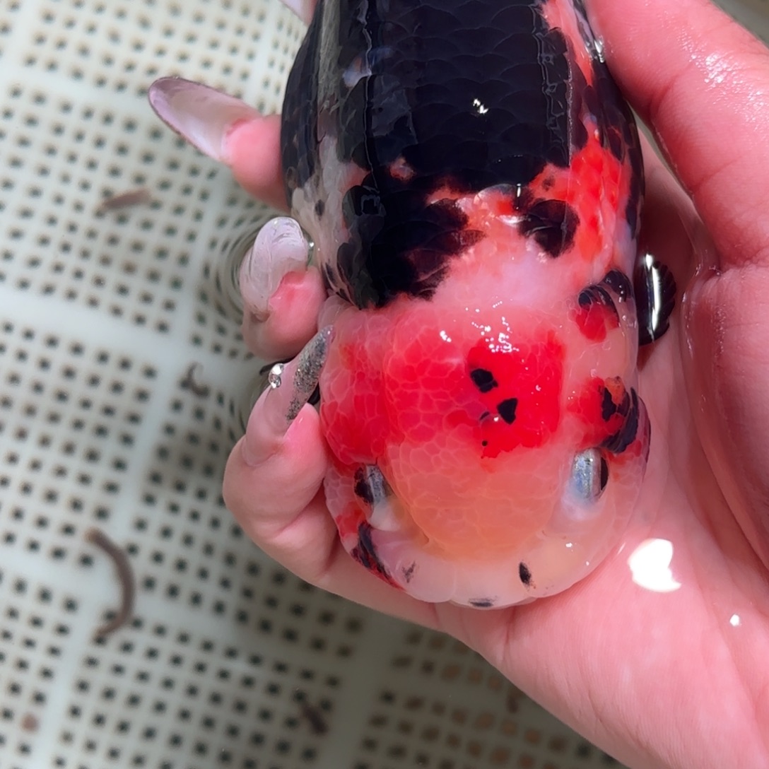 跨***）金鱼拍包装箱包邮，不拍包装箱运费到付