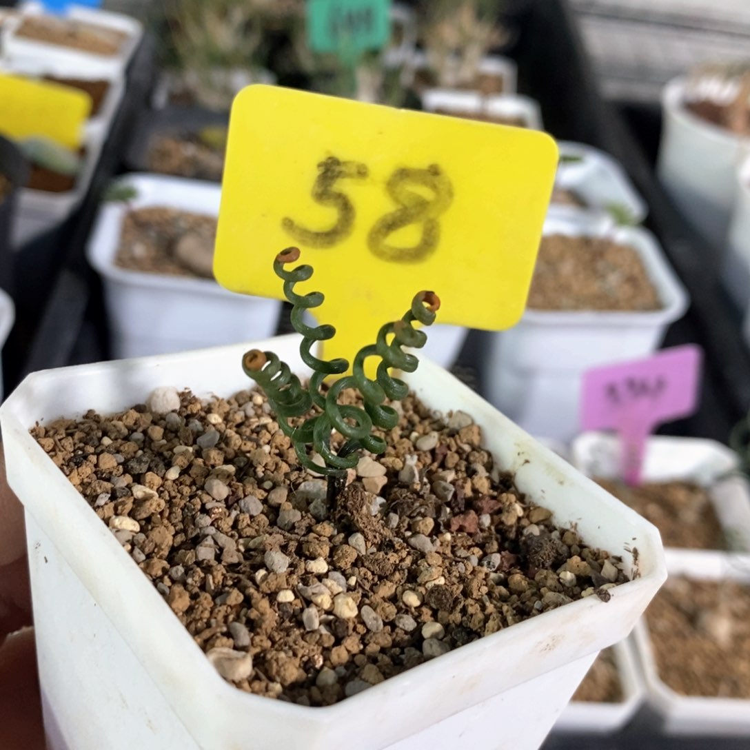 钢丝弹簧草多肉植物
