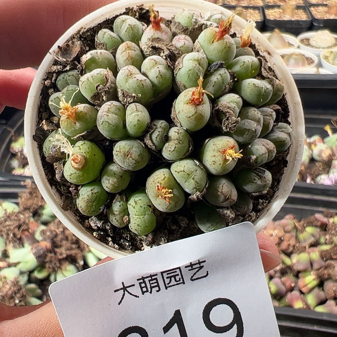 一物一拍。     319