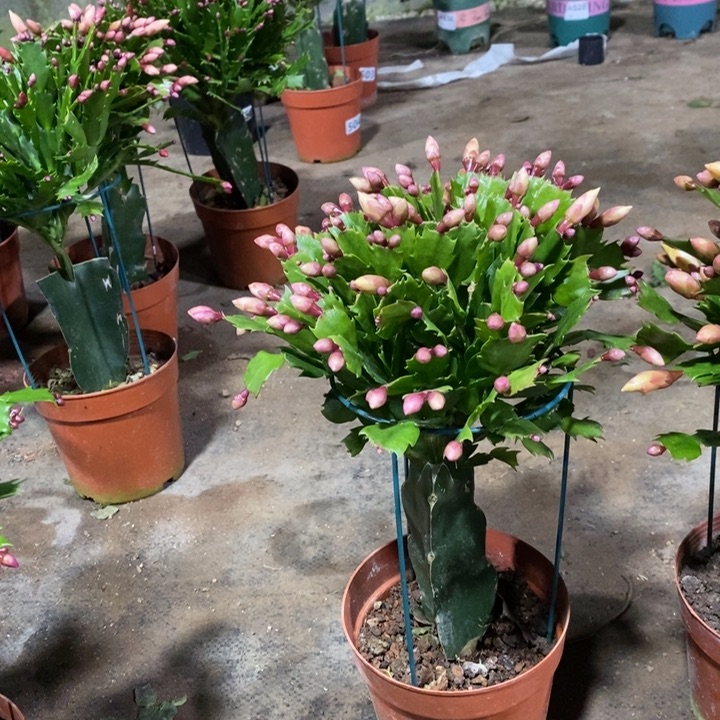 大部分花苞少量开放深****谈505黄索