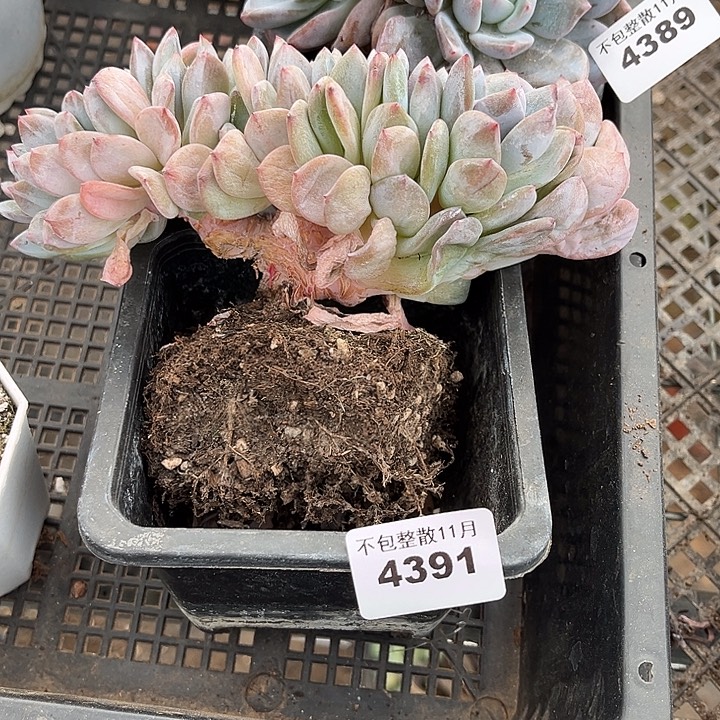 臭***活阿雅园艺。         4391