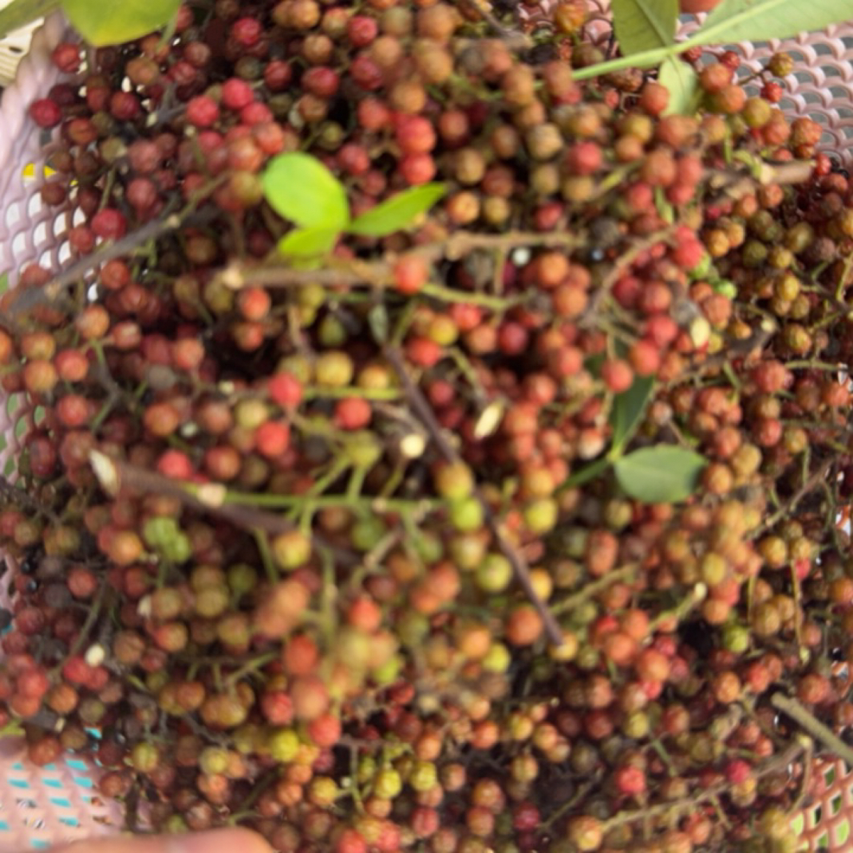 农村赶集新鲜花椒