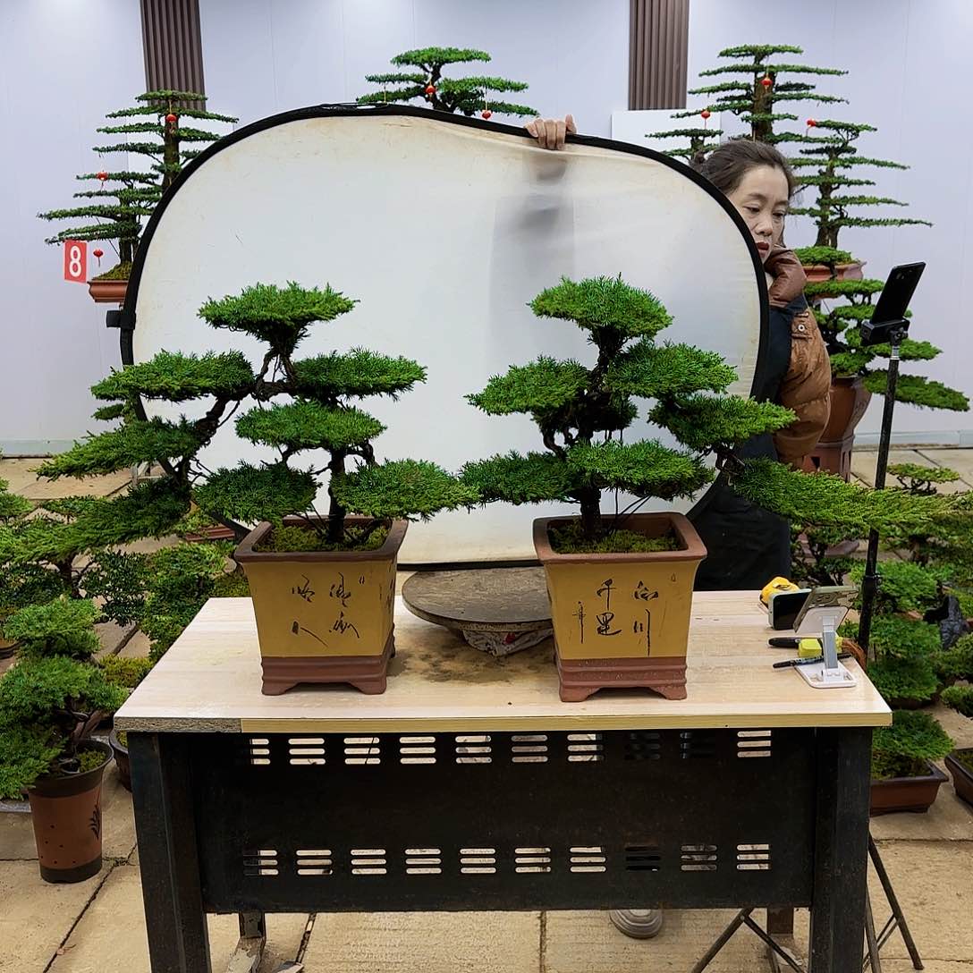 盆景直播间一物一拍