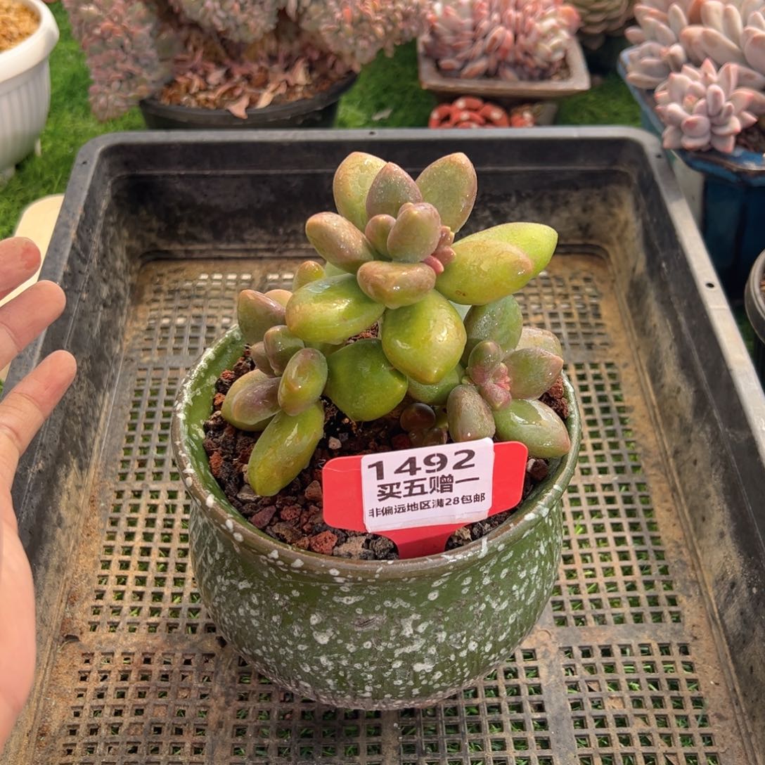 表妹精品多肉1492.
