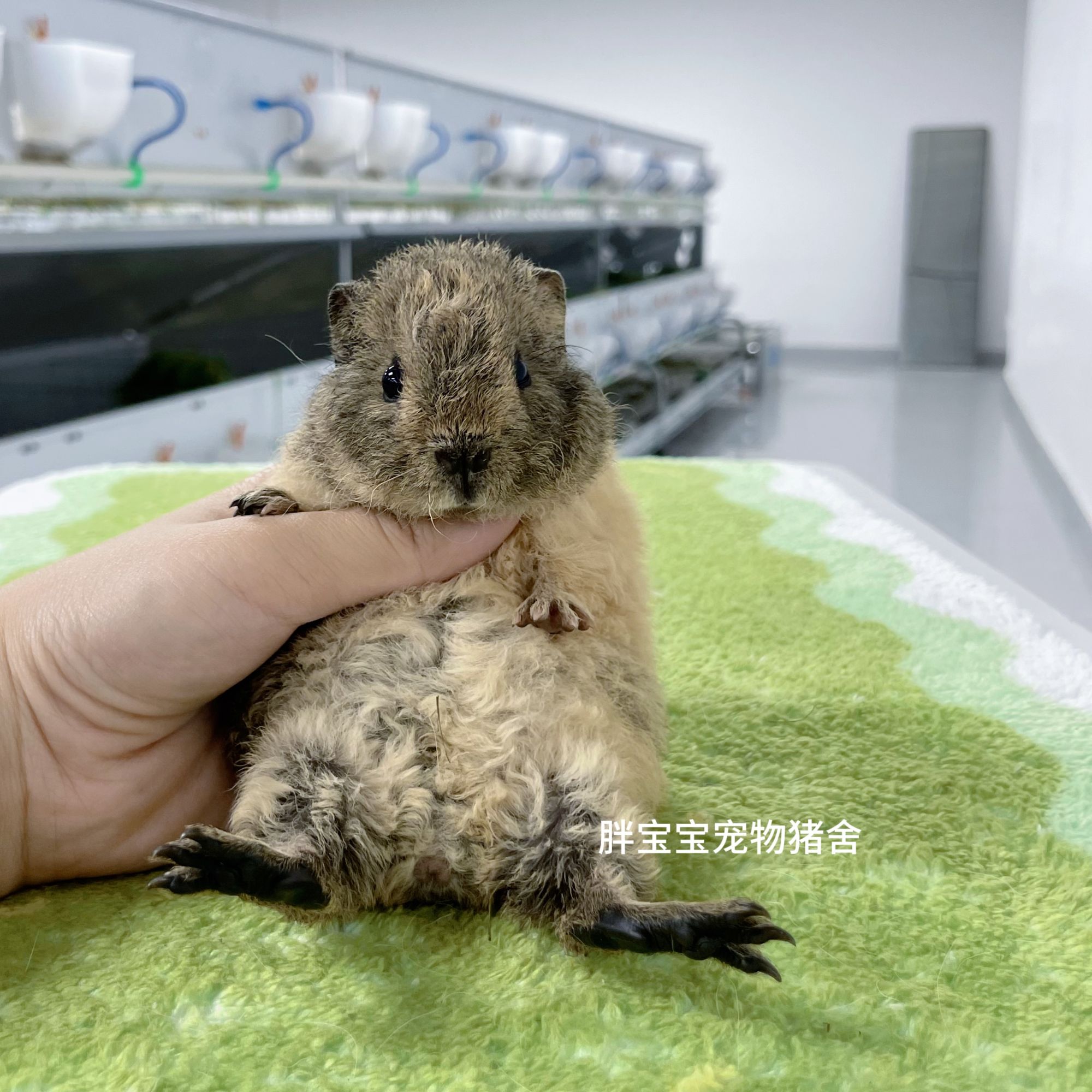 圆圆包子脸双色美泰弟弟 