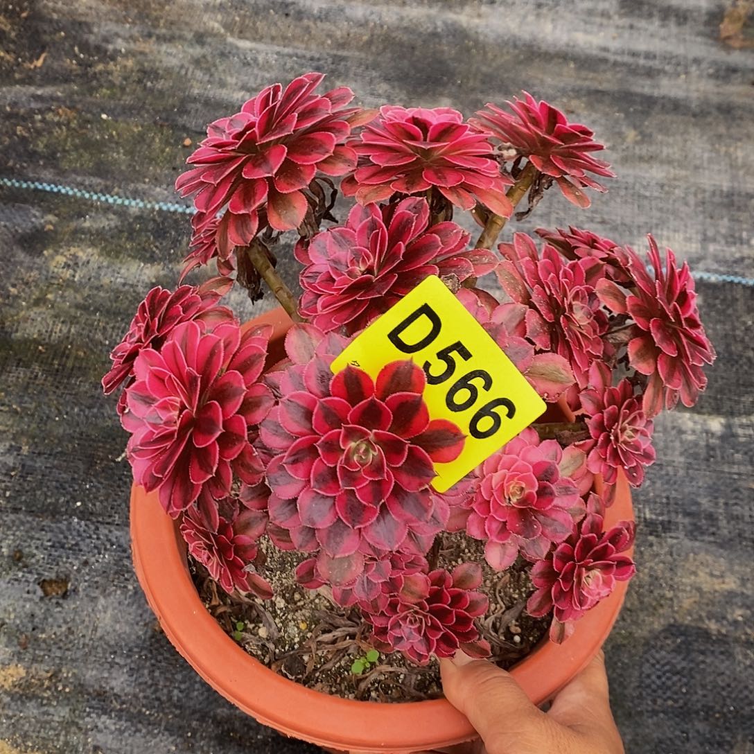 566黑铜白丛林5555555小颗