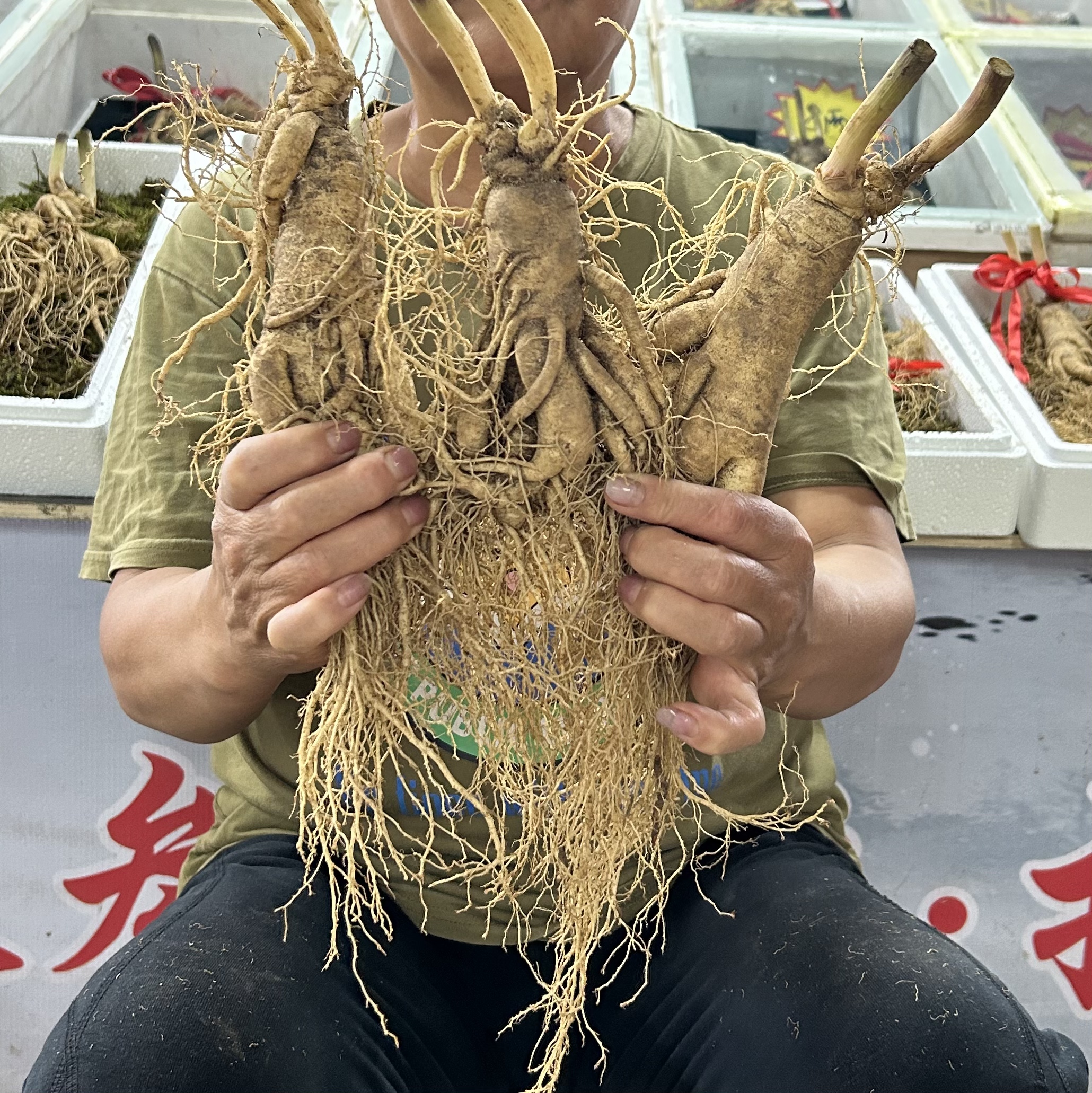 长白山 新鲜人参一斤（3~4根）