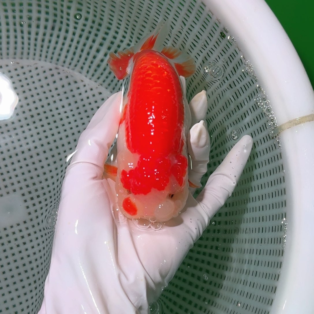 金鱼类不分公母10