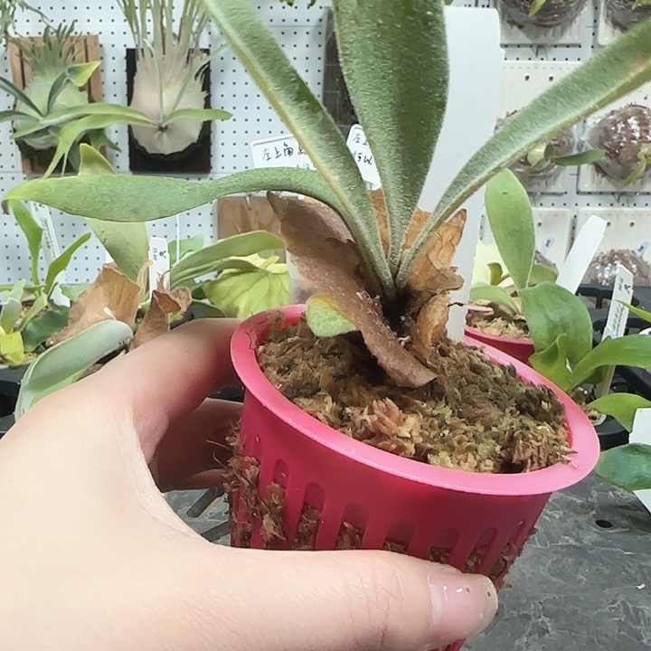 侏儒塔苏塔鹿角蕨