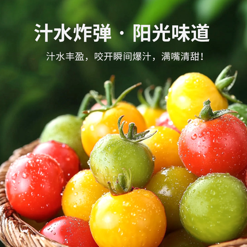 五彩小番茄新鲜水果圣女果现摘现发小番士口感多汁天然青口爆汁