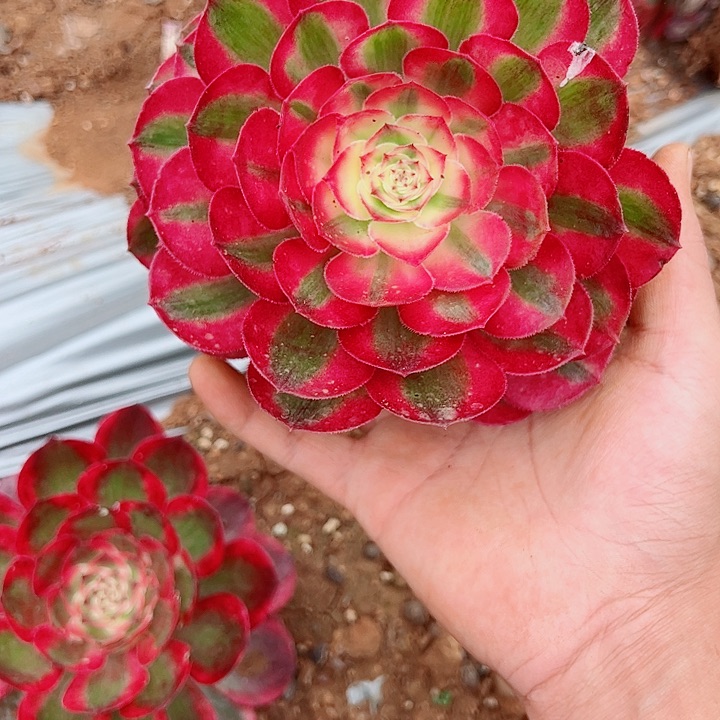 孔雀翎单头多肉植物大战