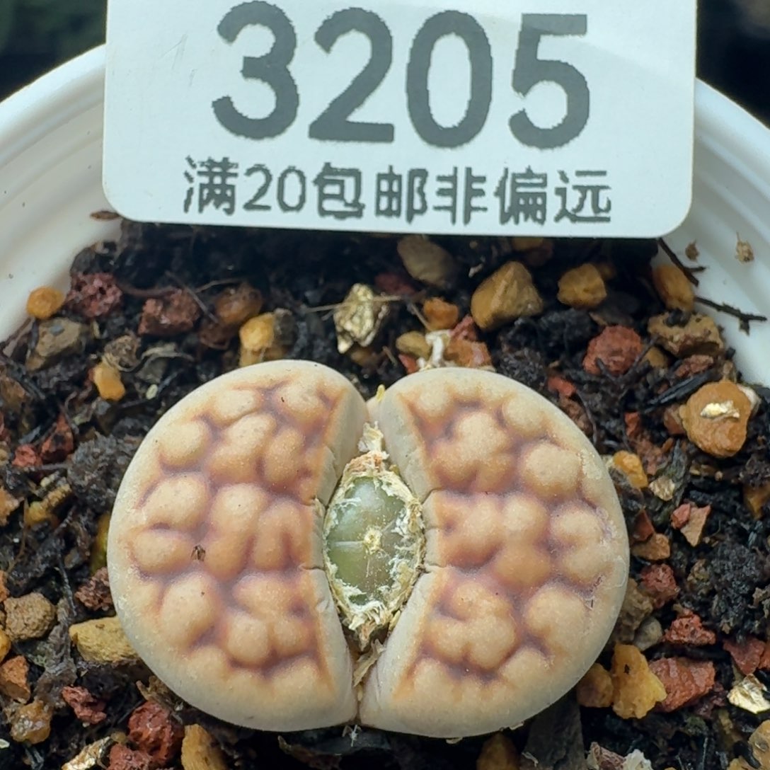 红花纹脱土。             