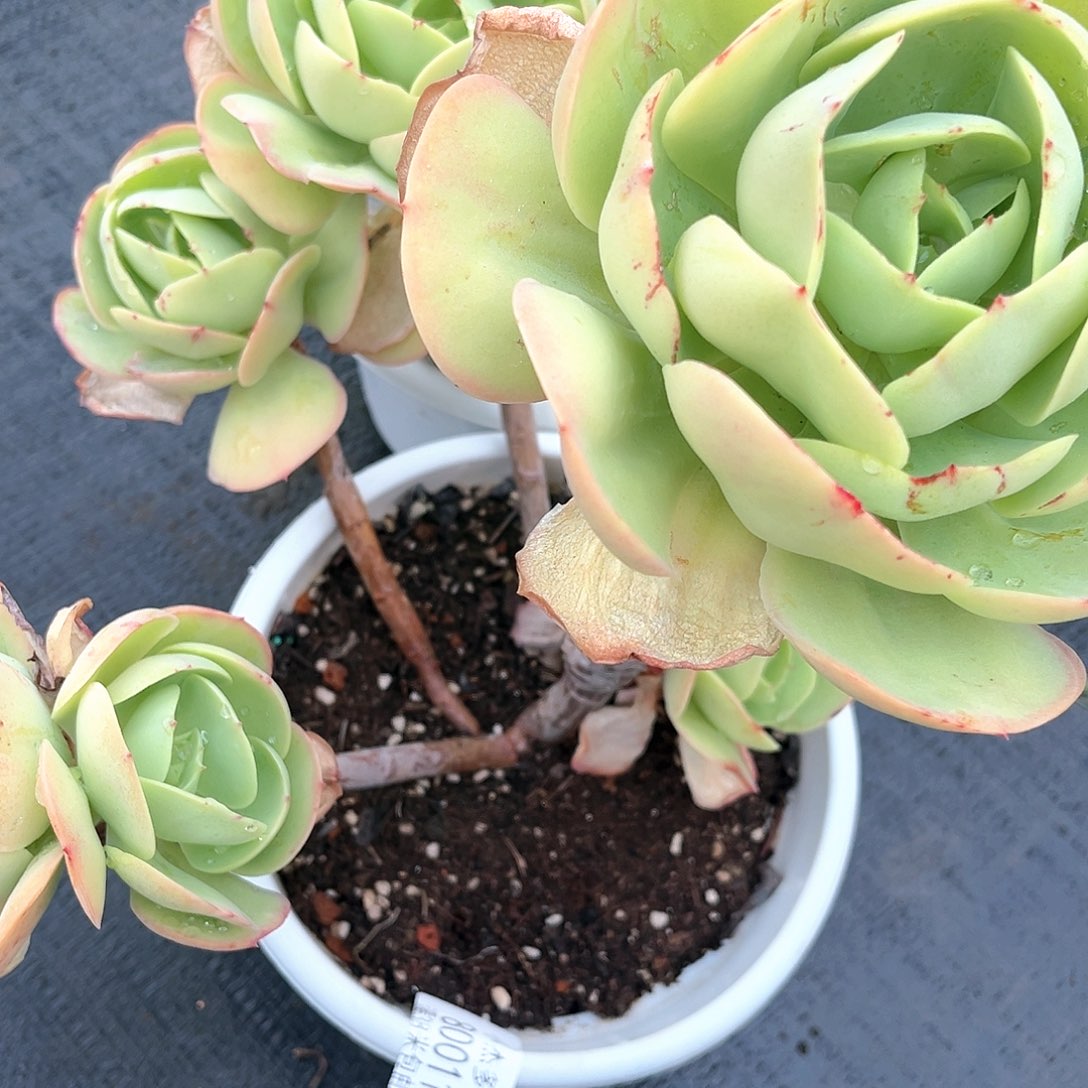 小杰碧桃大80011