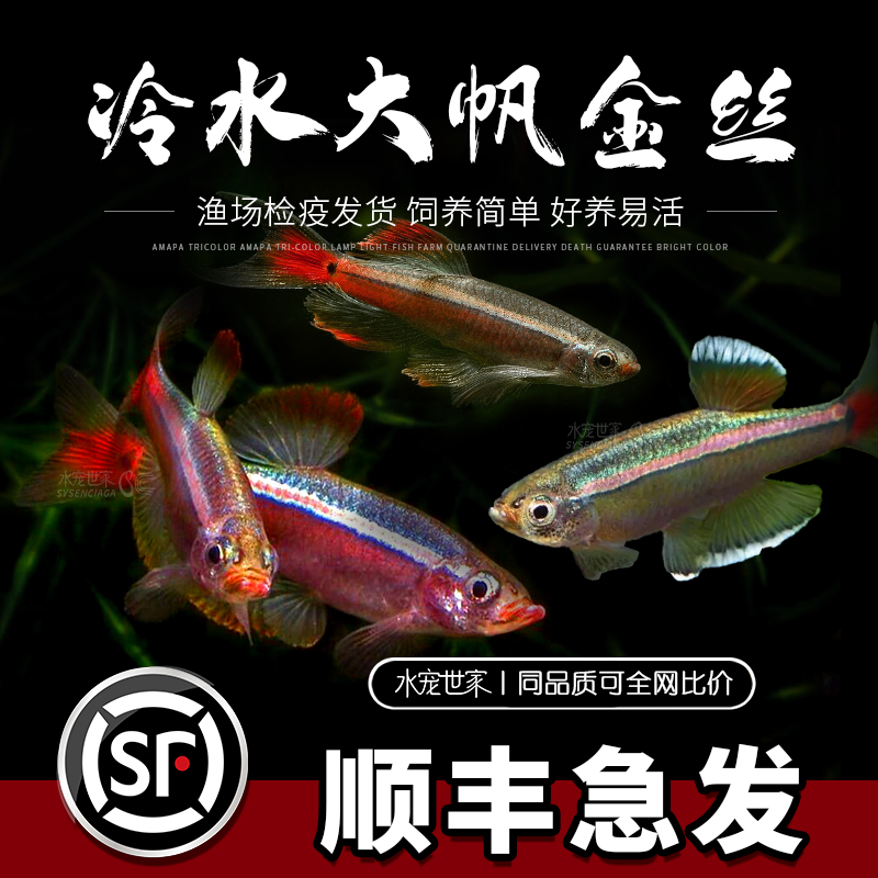 水宠世家大帆瑰丽金丝鱼冷水鱼红尾小型鱼火焰金丝新手群游观赏鱼