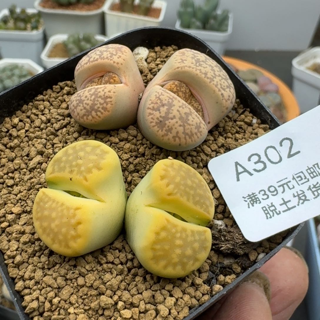 302哈哈哈哈哈哈哈哈