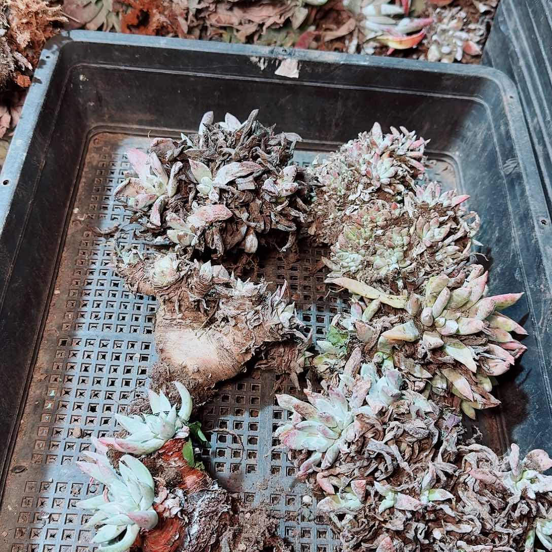 8537瑕疵框拍不售后