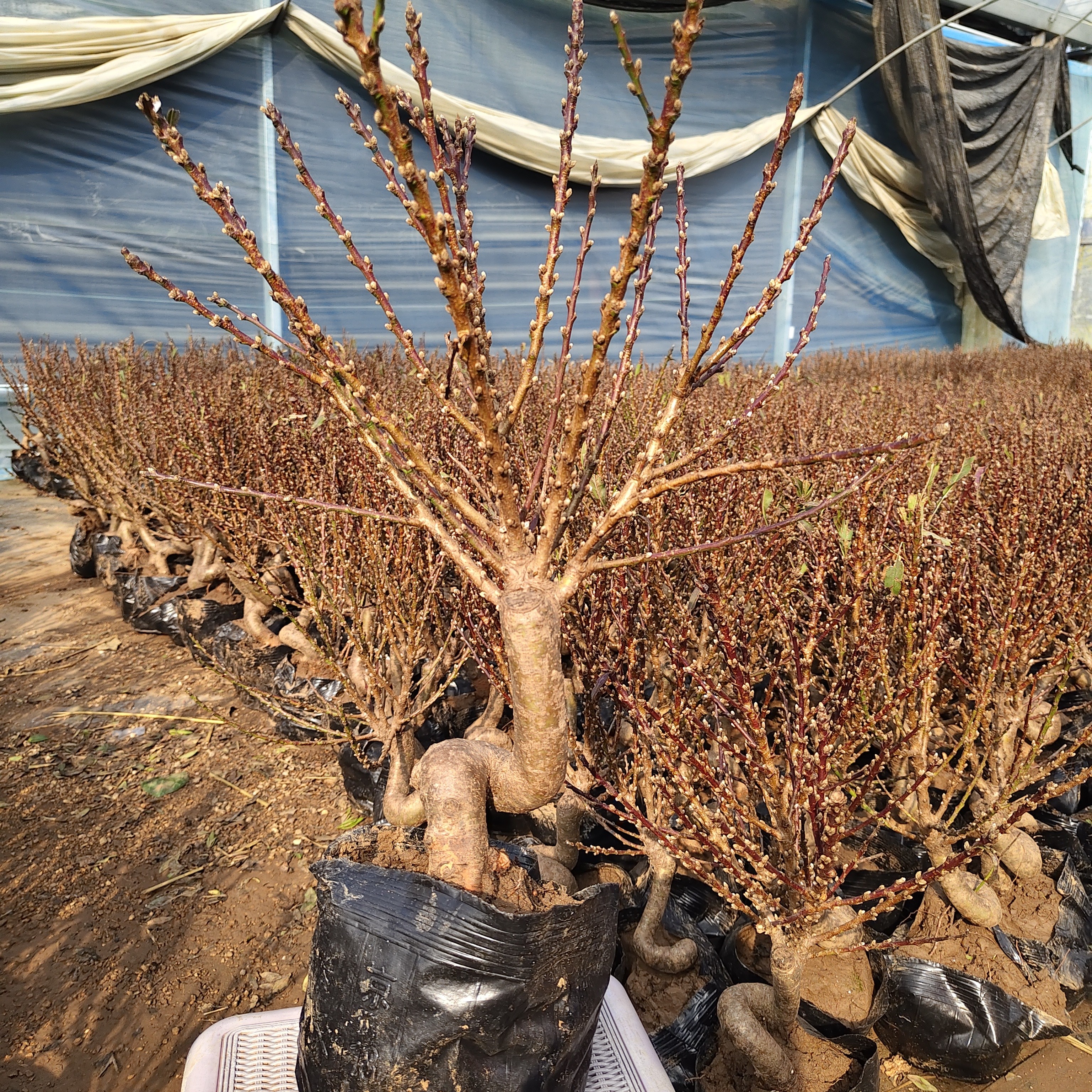 耐寒寿星桃盆栽，桃梅，老桩盆栽适合阳台庭院种植花卉