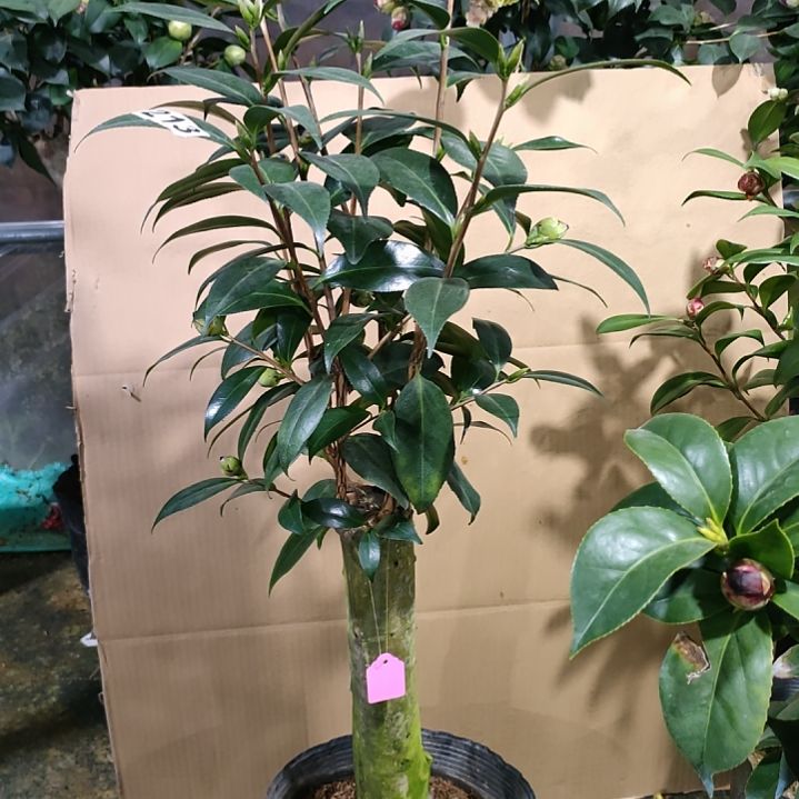 213午夜飘云，原盆原土发货