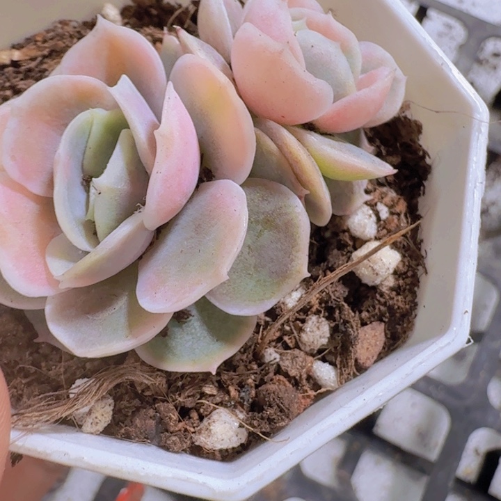 蓝色惊喜锦八角盆一颗