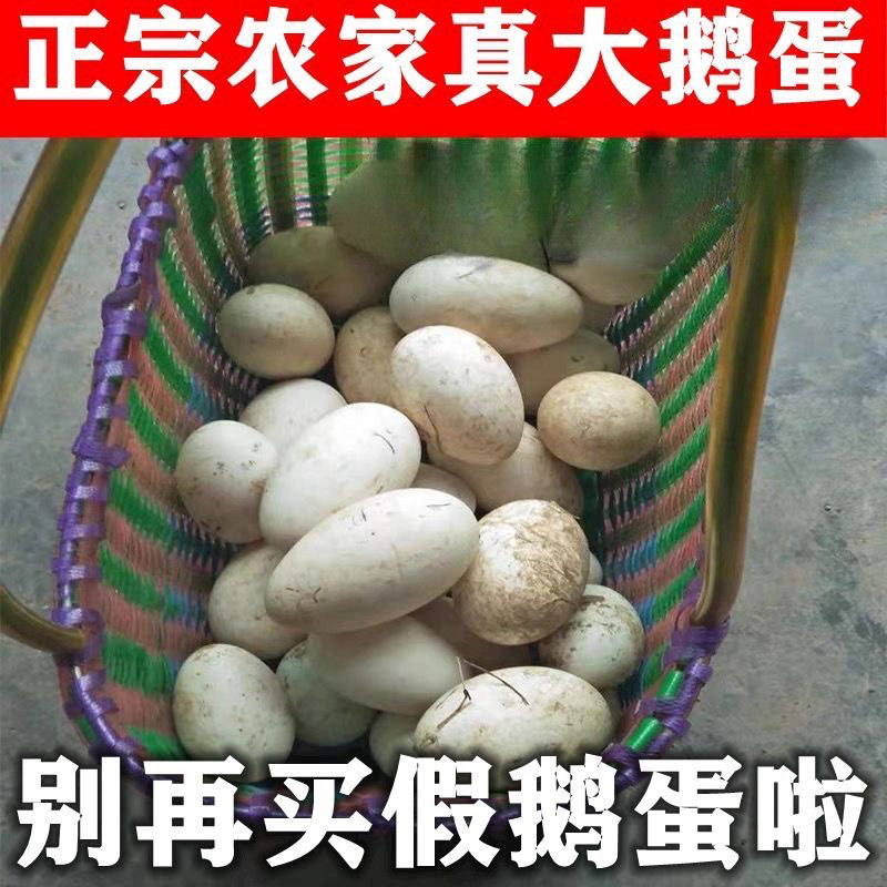 顺丰包邮到家正宗农家纯粮散养新鲜土鹅蛋孕妇适用