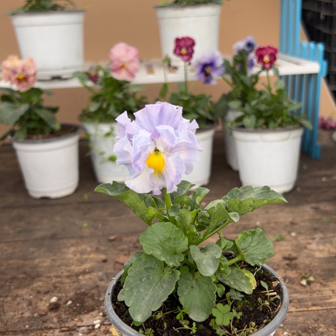 【闪购商品】完全开放290号