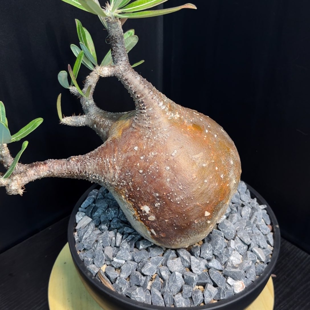 木  象牙宫熟桩带盆土2