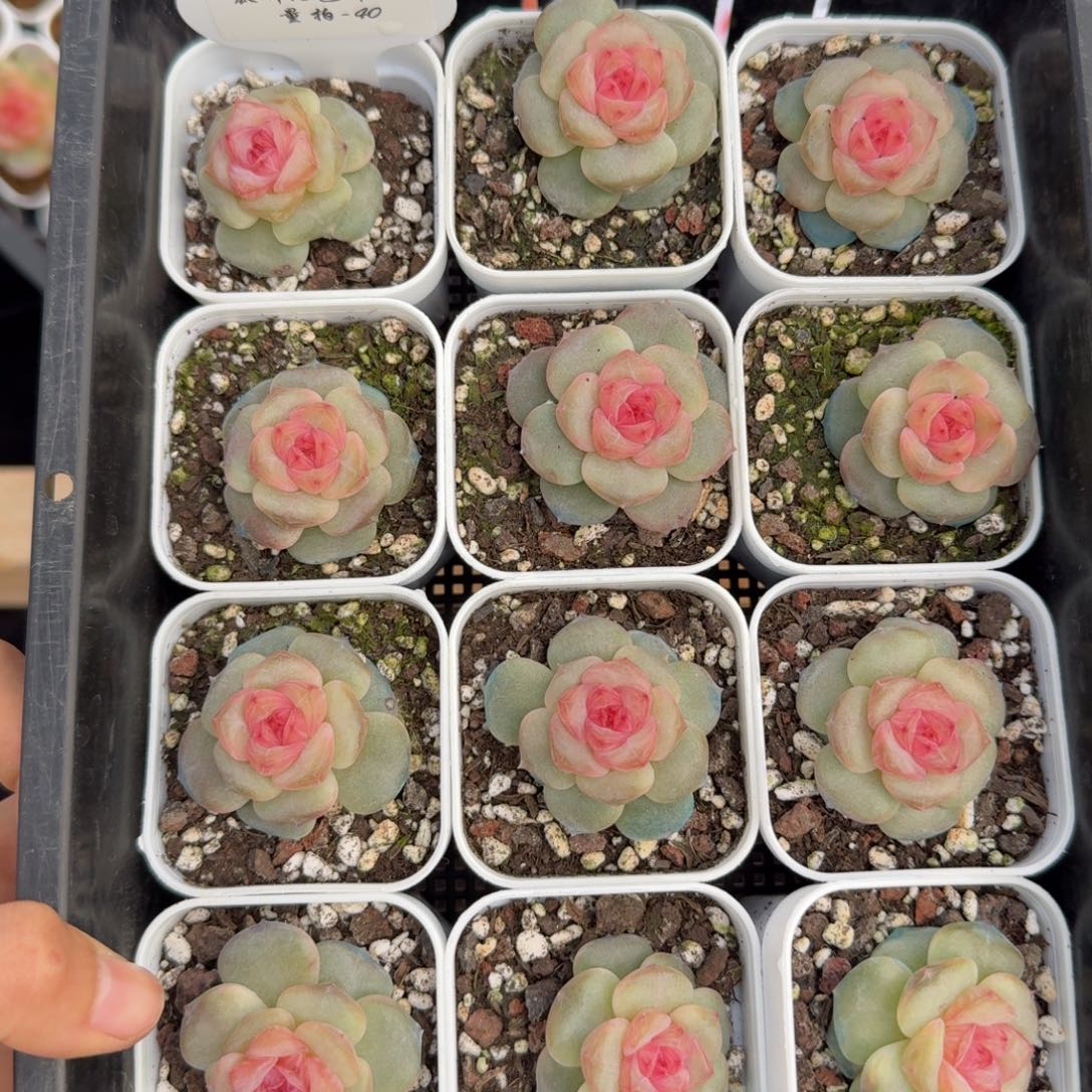 1108-40-糖三角单头量拍