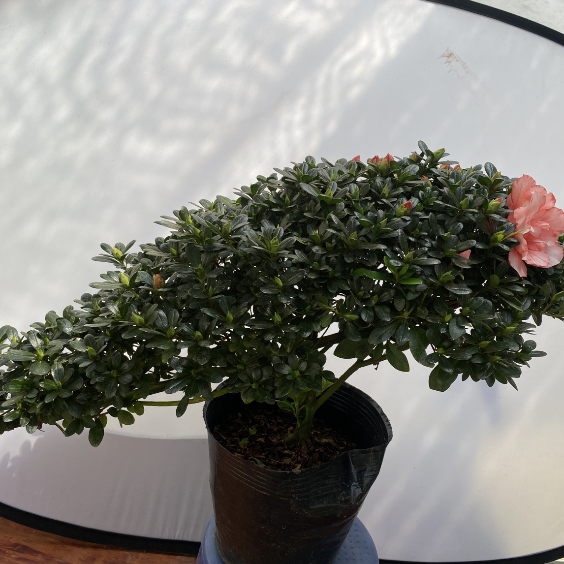四季悬崖杜鹃开花好养易活的杜鹃花盆栽带花苞适合室内外种植