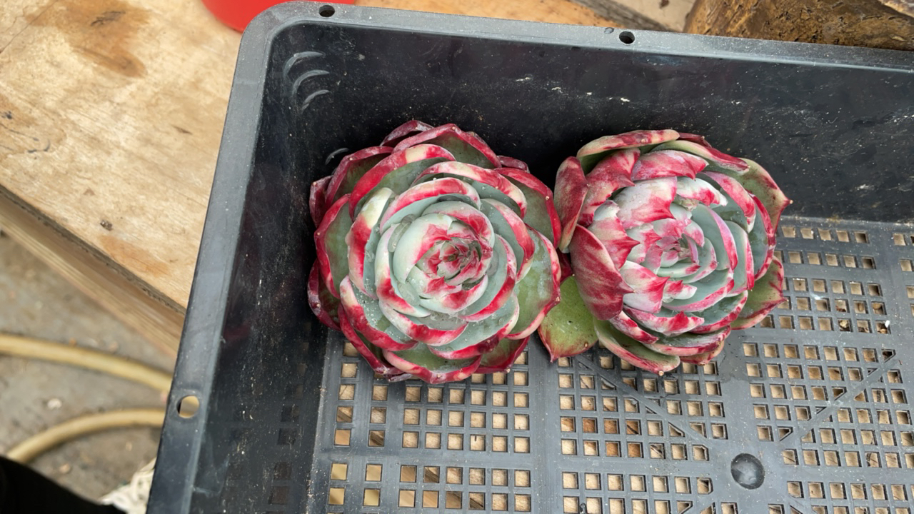 惊鸿仙子一物一拍