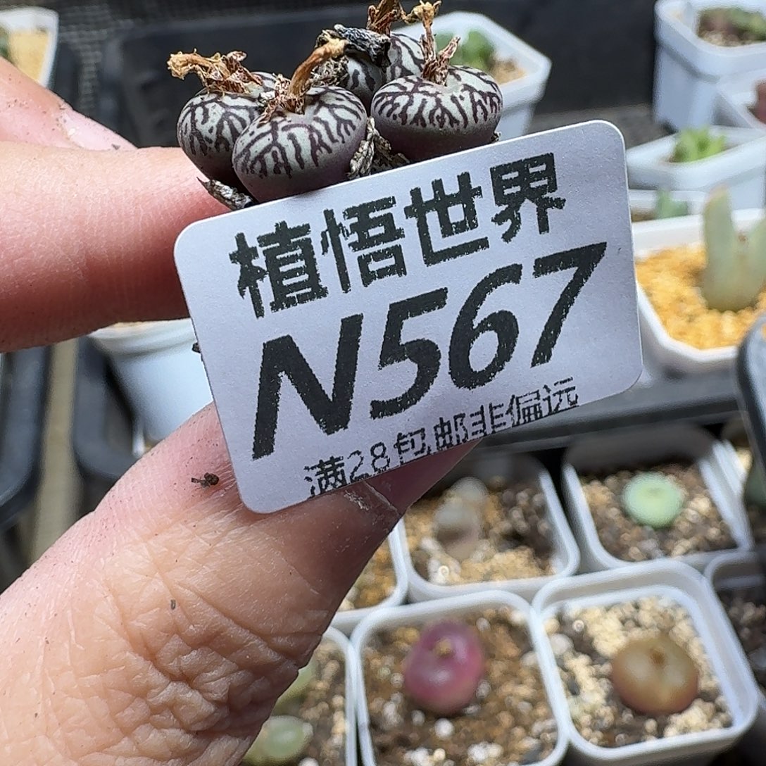 多肉植物的润泽ghj