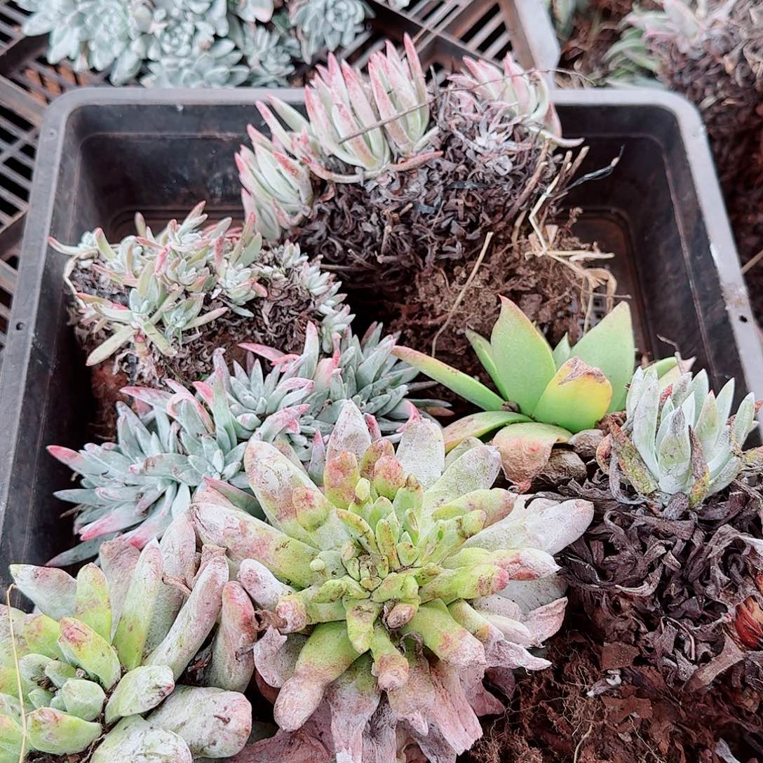 9656瑕疵框拍不售后