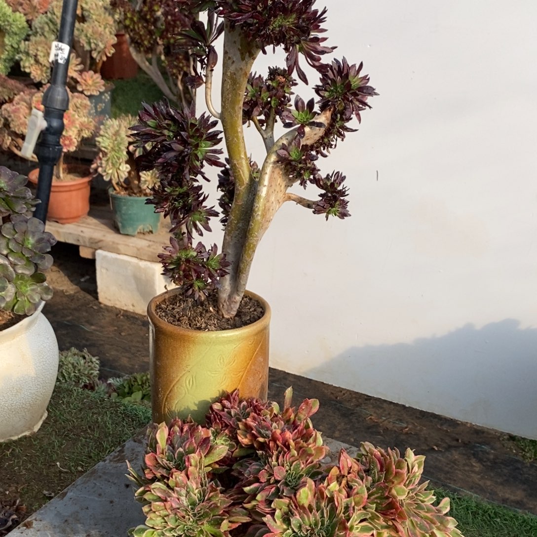 黑法师缀化微瑕1551号多肉