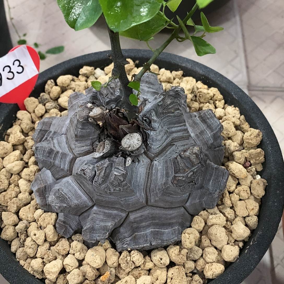 南非龟甲龙龟甲龙