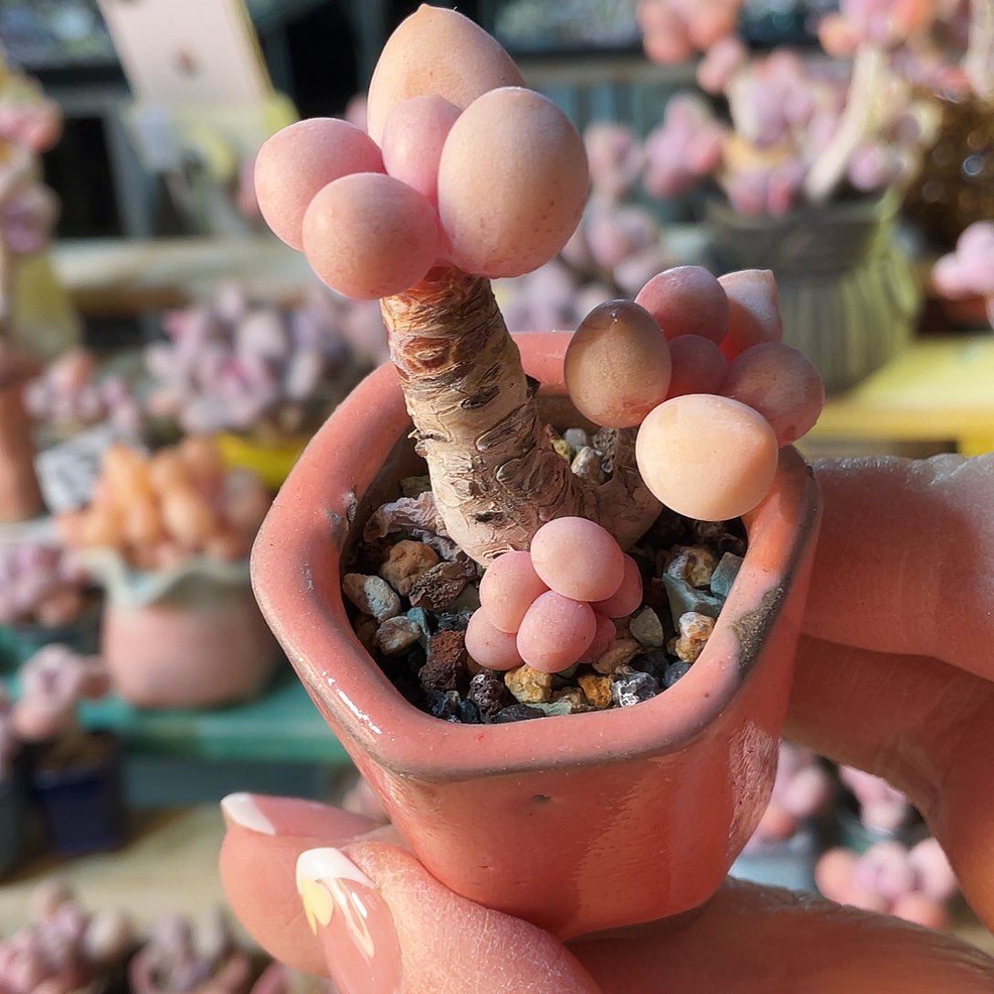 奶****❤多肉植物的生长发育与生长发育