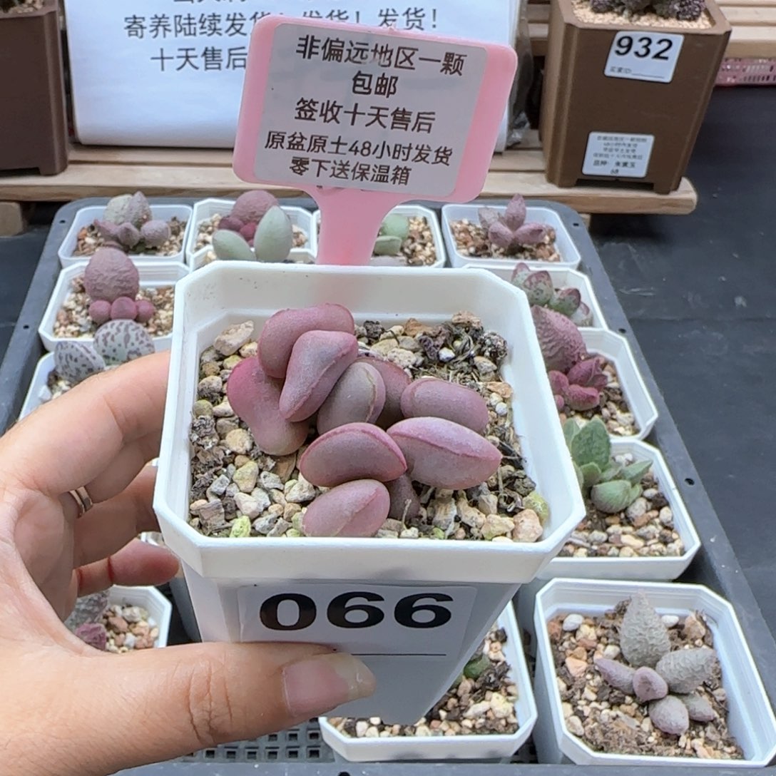 066白肌红蛋多肉植物