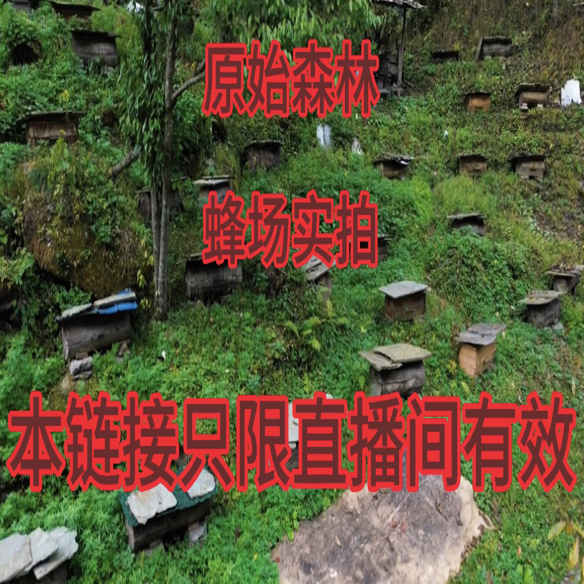 原始森林百花蜜(500g)一年取一次天然成熟蜜