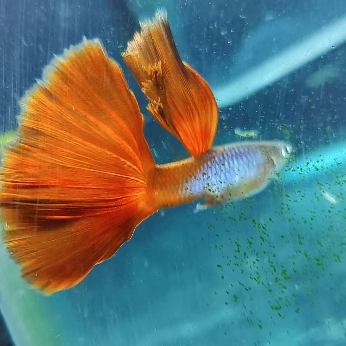 拉珠莉红尾野红孔雀鱼 凑任意3单发货 开箱视频报损