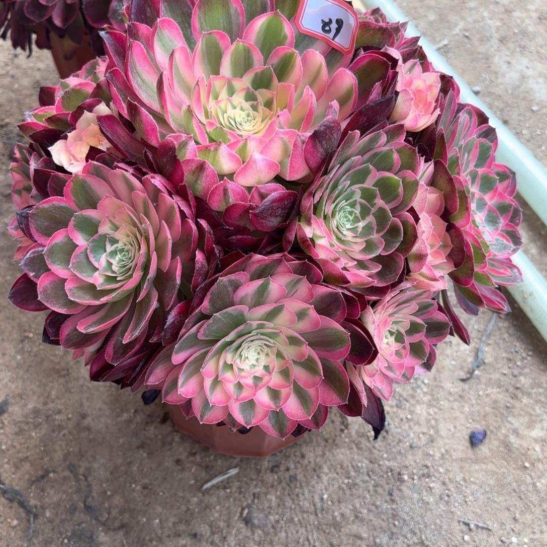 无花朵89西施多肉植物