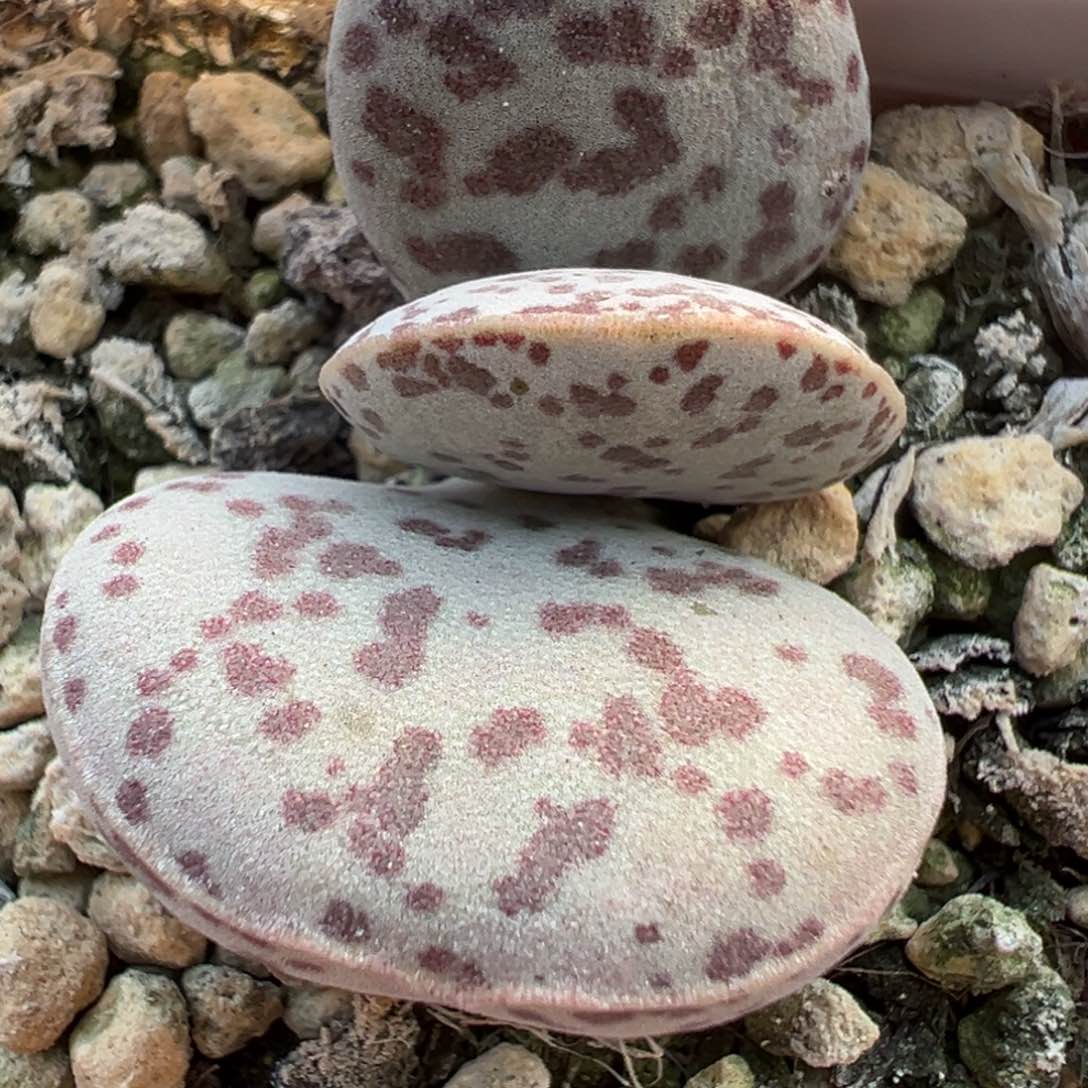 花蛋水泡多肉植物水泡