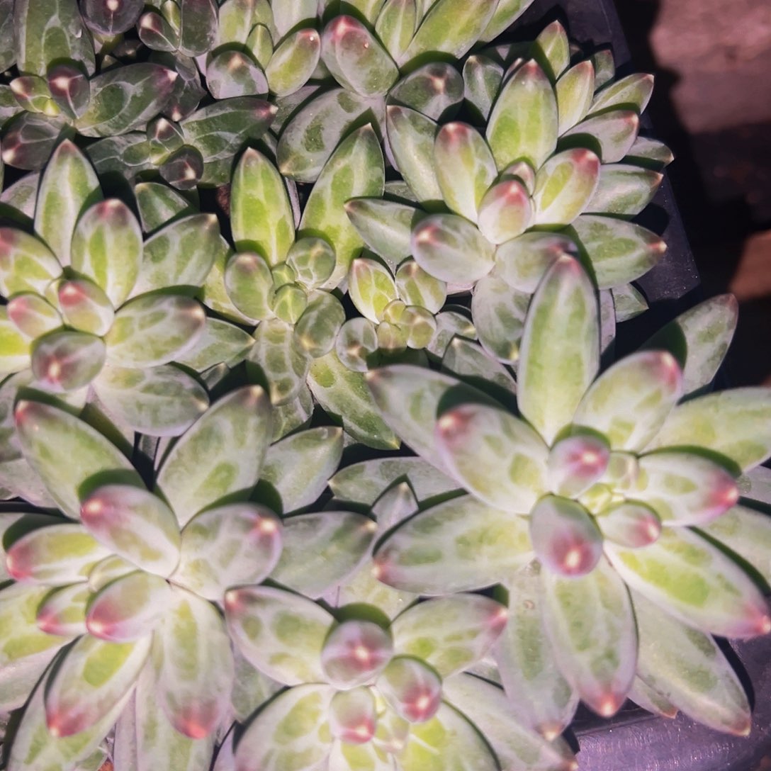 桔云多肉美人精品系列（半筐）