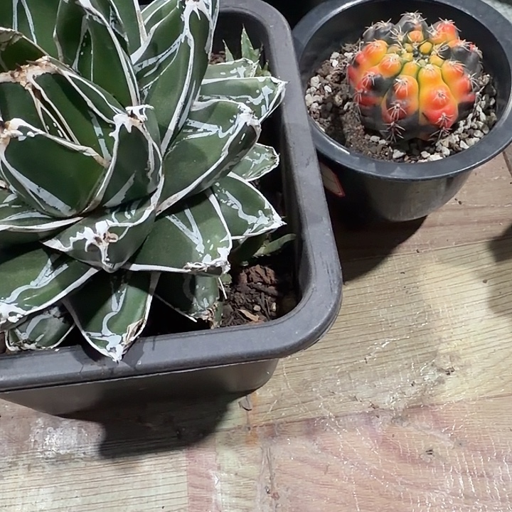 汽***啡汽水一物一拍包邮