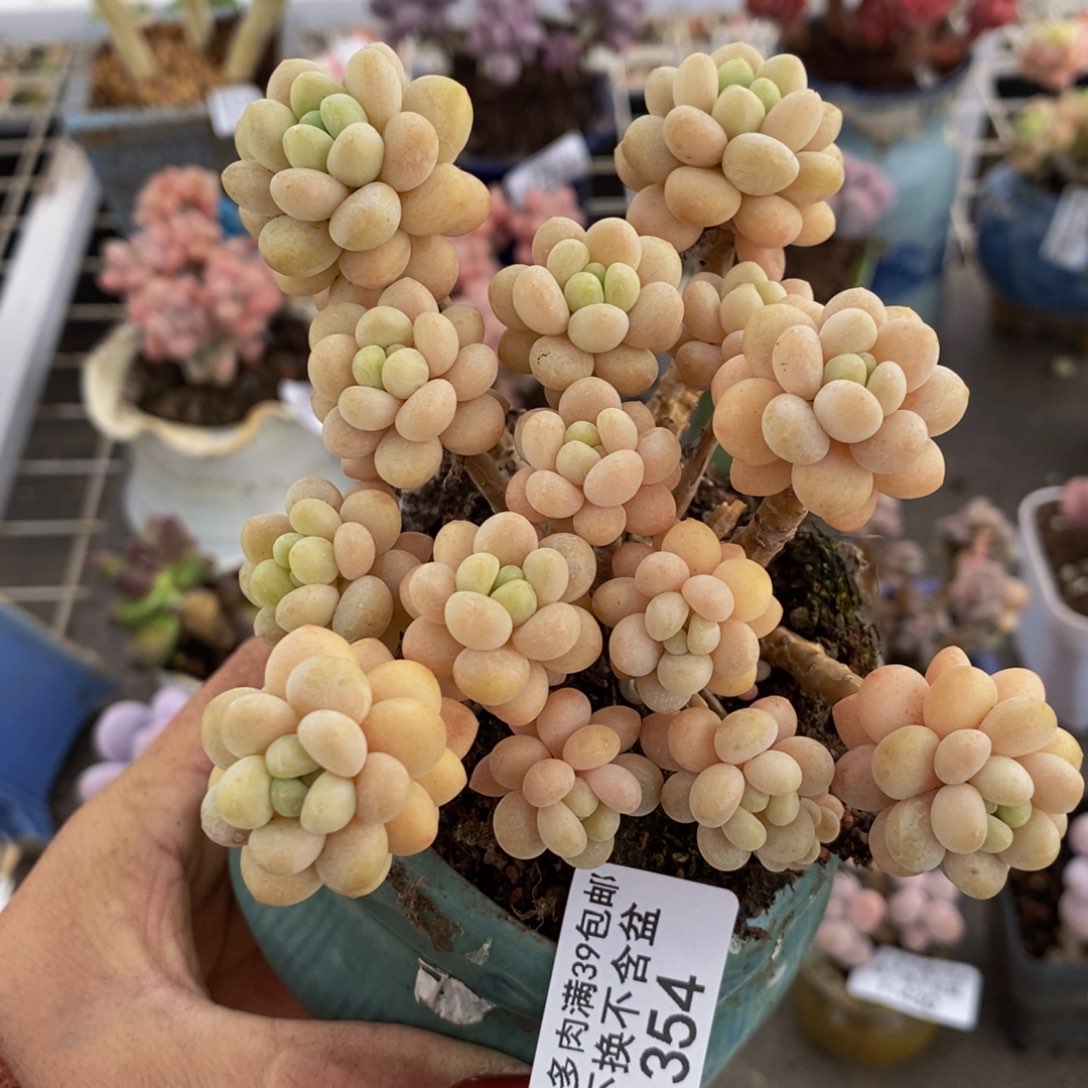 花朵鱼子酱354/10cm有砍